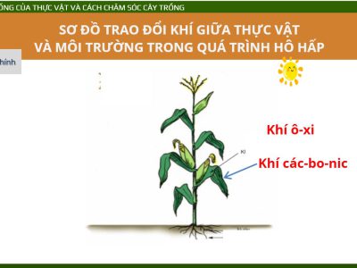 Thiết bị dạy học số – Nhu cầu sống của thực vật và cách chăm sóc cây trồng