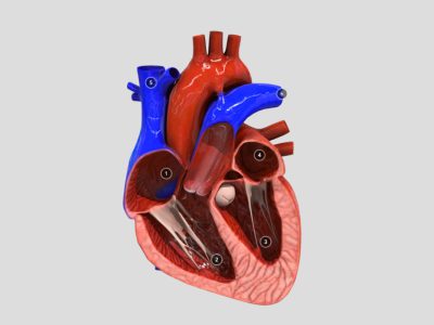 Mô hình 3D- Mô phỏng Tim người cắt lớp