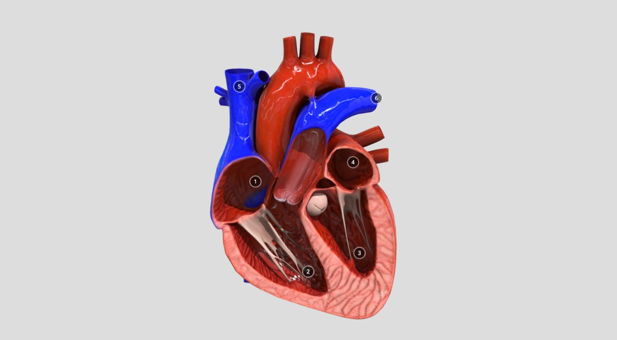 mô hình tim 3d cắt lớp